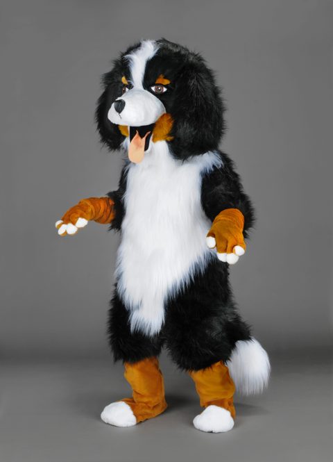 Bernese mountain dog